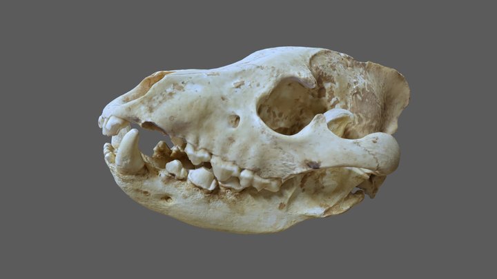 Fossil Striped Hyena Skull 3D Model
