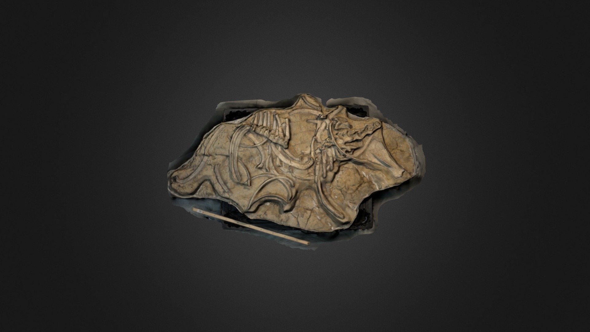 Horse ribs, vertebrae, and scapula - 3D model by Karl A. Lang ...