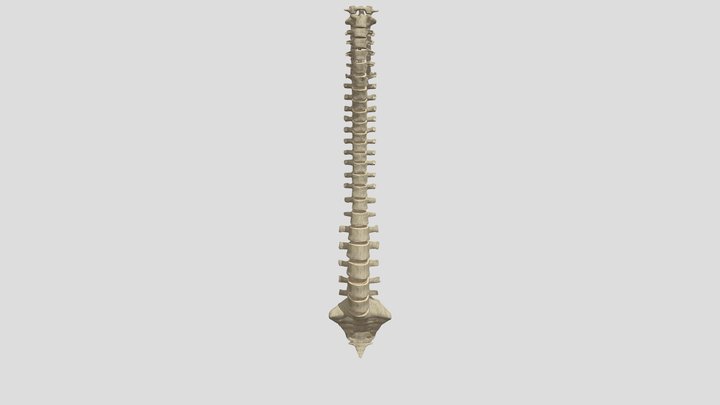 COLUMNA VERTEBRAL 3D Model