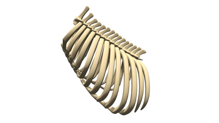 Costal 3D models - Sketchfab