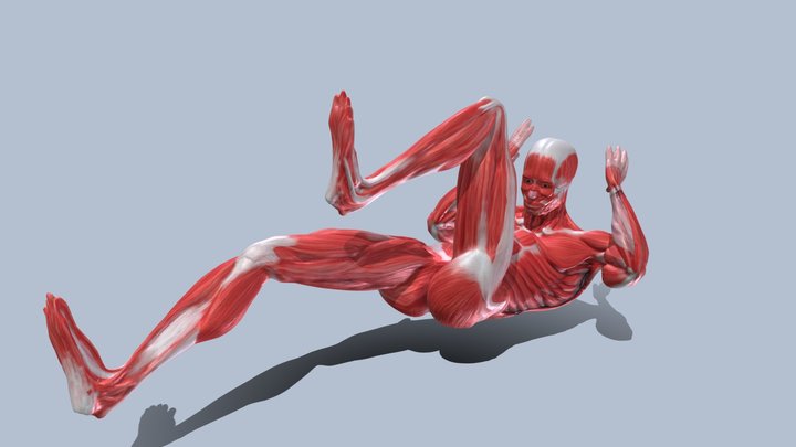 Bicycle Animation Anatomy Male Muscle RIGED 3D Model