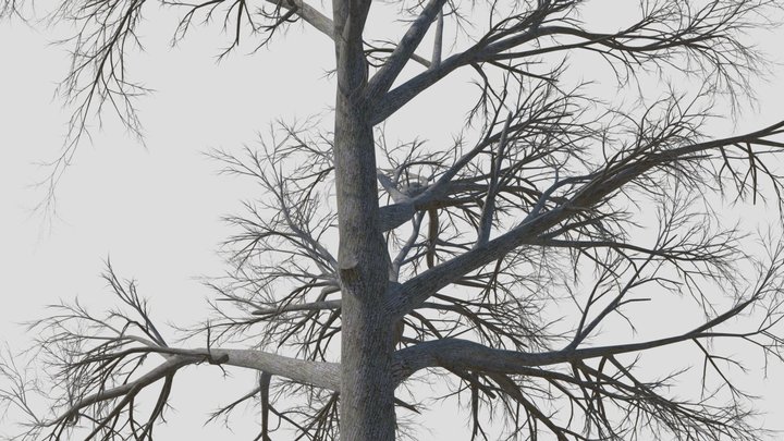 Broadleaf 3D Model