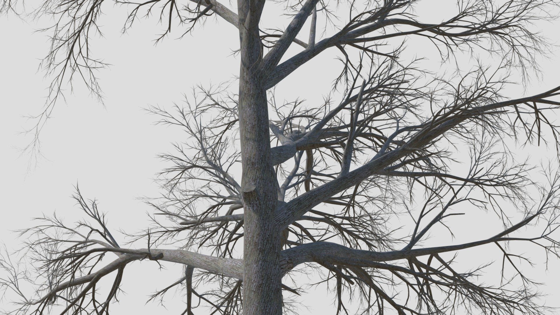 Broadleaf — Sketchfab embed 3D viewer