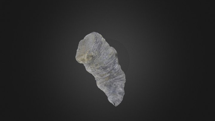 Heliophyllum sp. (PRI 5541) – Modelo 3D gratuito STL