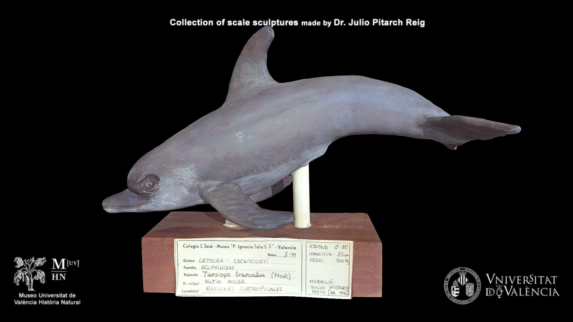 Dolphin_ Tursiops_truncatus - Download Free 3D model by Museo [UV ...