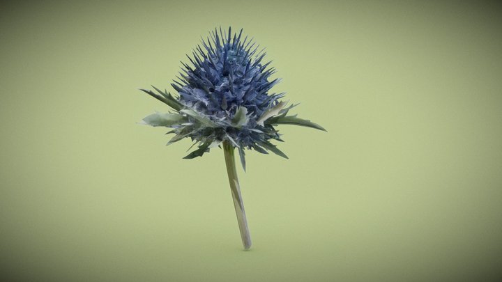 Marian Mary Blessed Thistle Silybum Marianum 3D Model