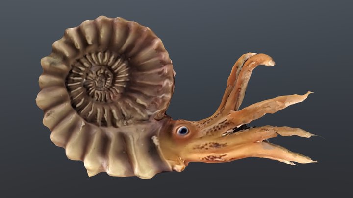 Ammonites 3D Model