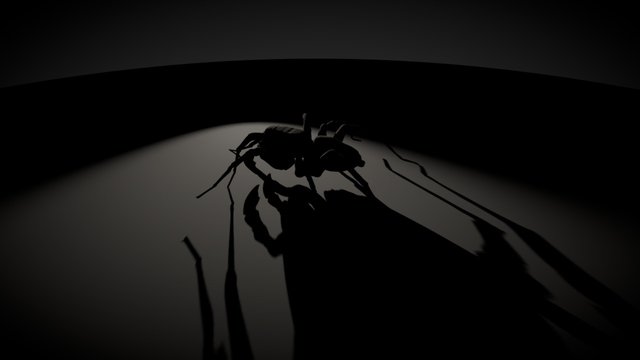 Pardosa proxima, walk-cycle, shadow arena 3D Model
