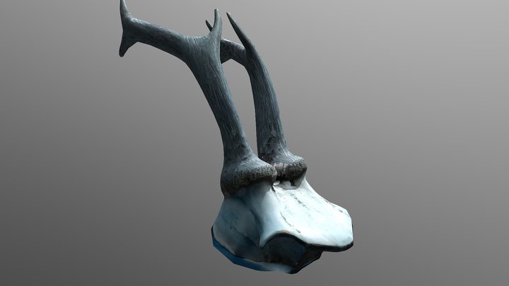 Lp Skull Symmetry 3D Model