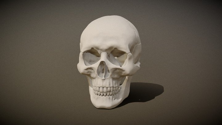Detailed human skull 3D Model