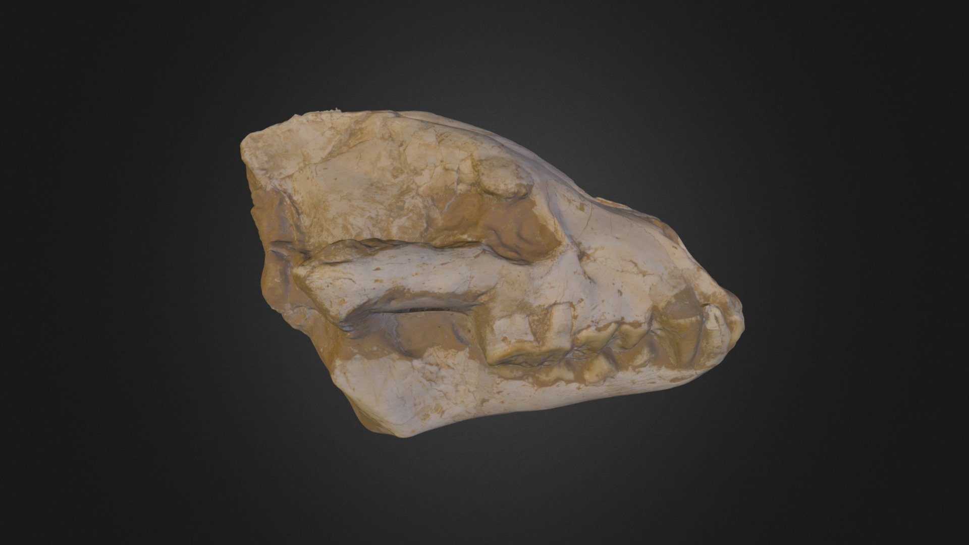 RED PANDA SKULL - 3D model by 3D Fossils (@conqueror78) [9db03d1