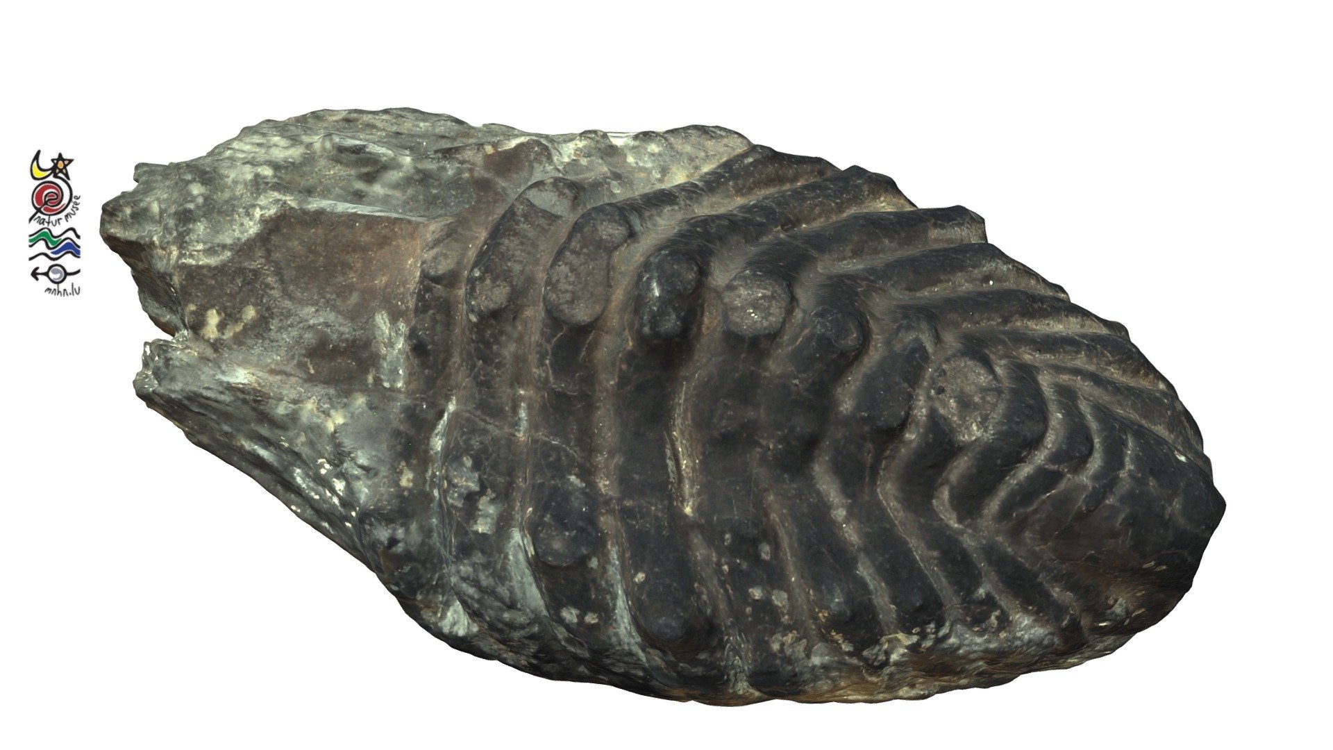 Spiniscabrella luxembourgensis Holotype ES101