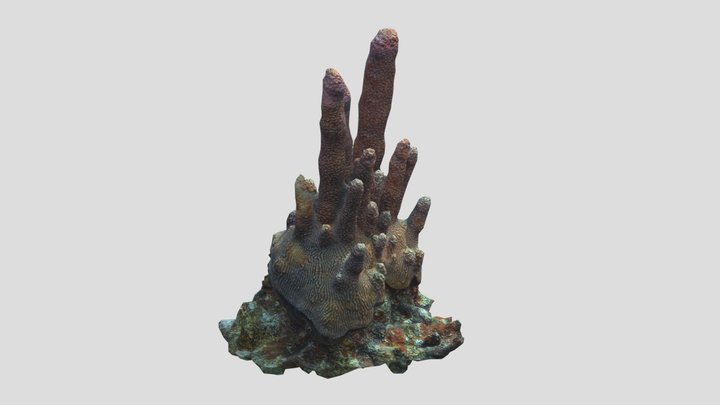 Pillar coral Low Poly PBR 3D Model