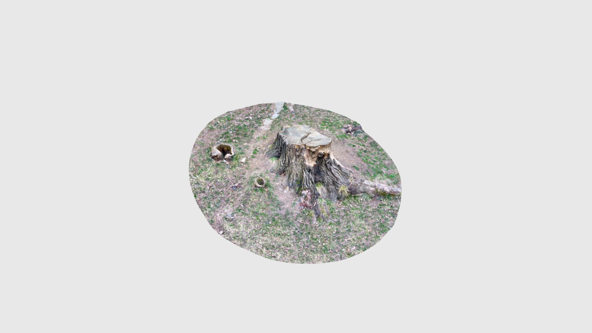 Tree stump
