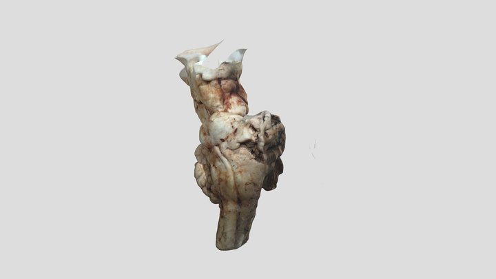 TRONCO CEREBRAL Y CEREBELO 3D Model