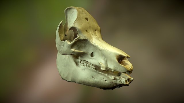 Pig skull