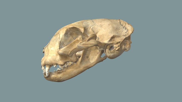 Maine Coon cat skull 3D Model