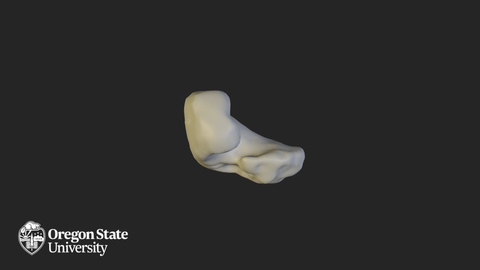 Distal 5 - Download Free 3D model by Oregon State University | Ecampus ...
