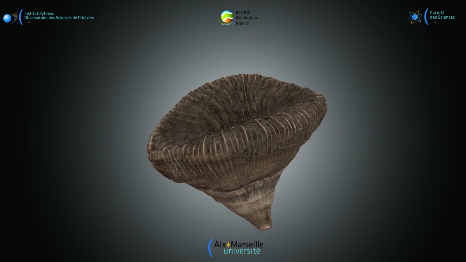 Cnidaire - Placosmilia sp.