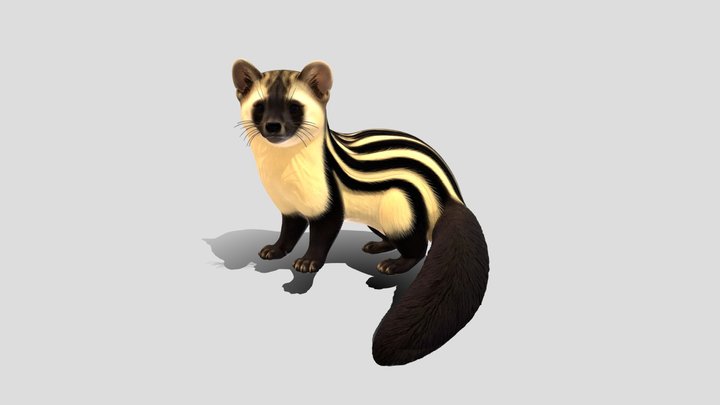 Banded Palm Civet 3D Model Free – Modello 3D gratuito STL