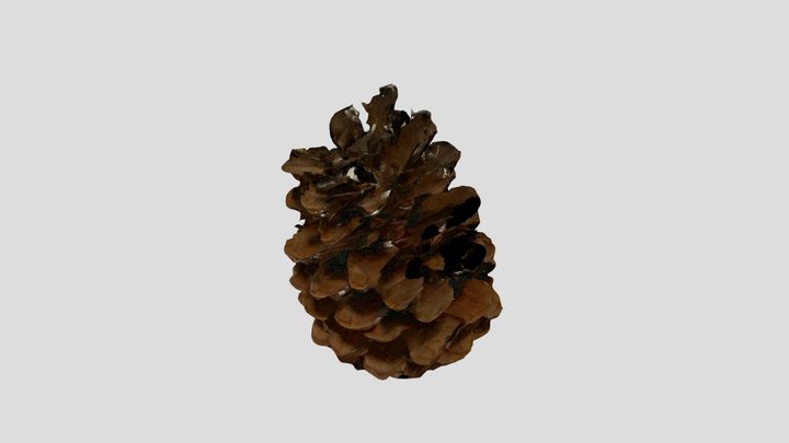 Pine cone 3D Model