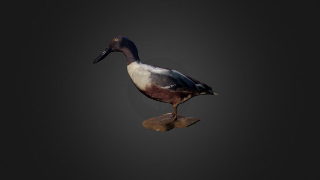 Northern Shoveler
