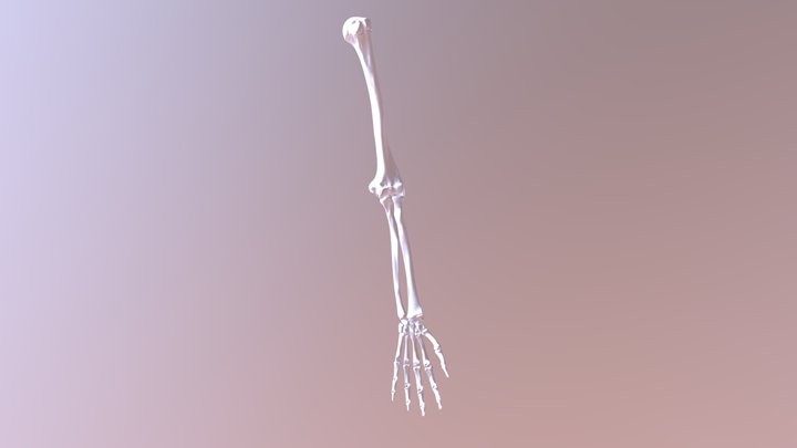 Elbow- Hinge Joint 3D Model