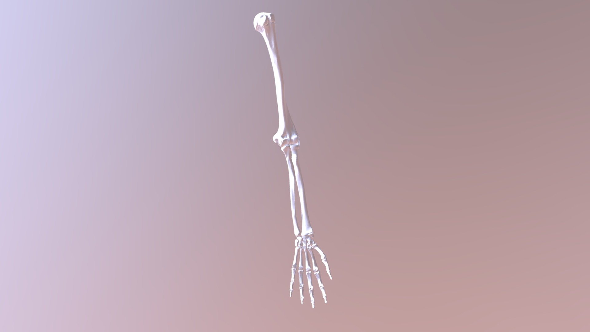 Elbow- Hinge Joint