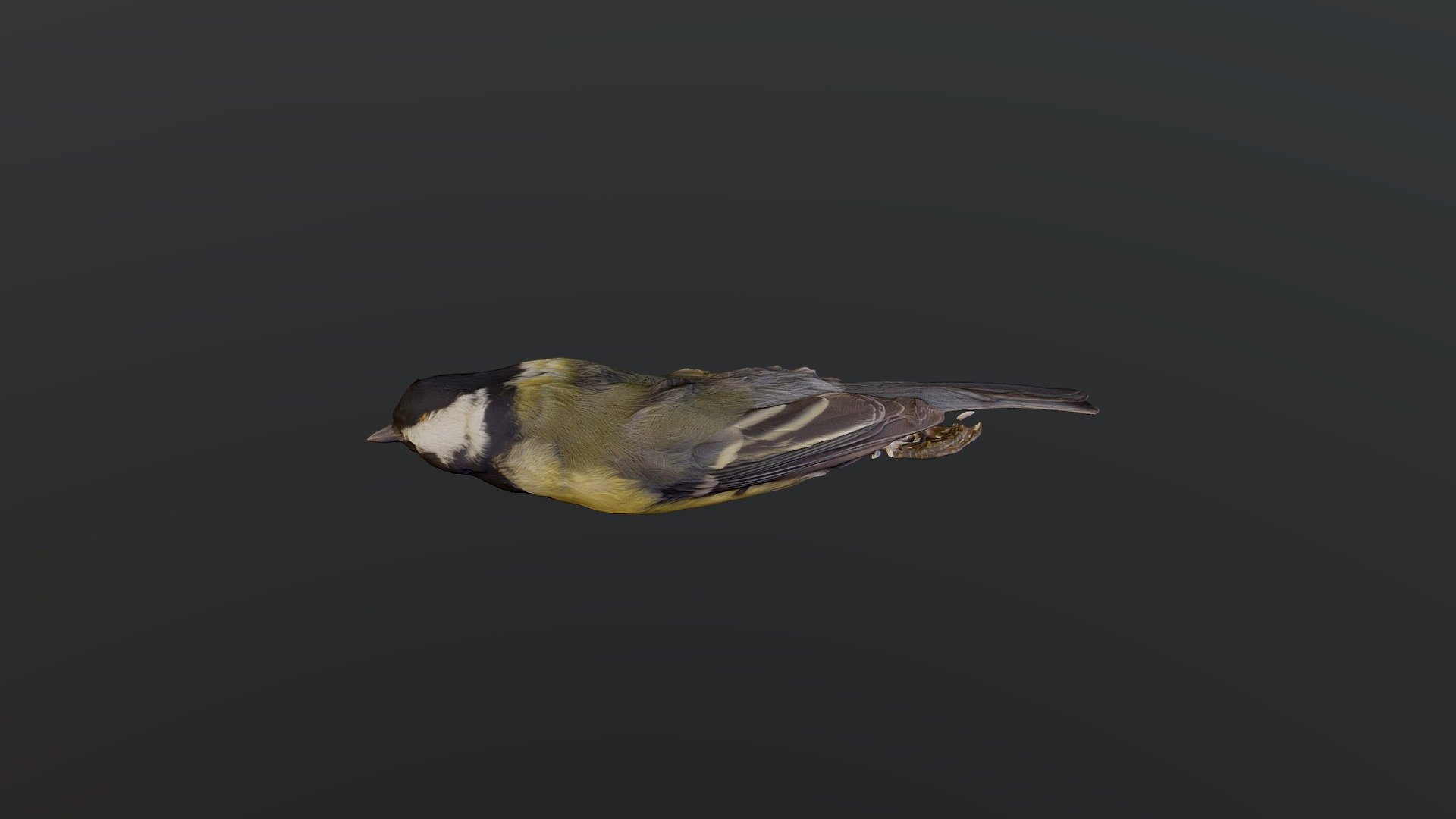 Great Tit - Parus major