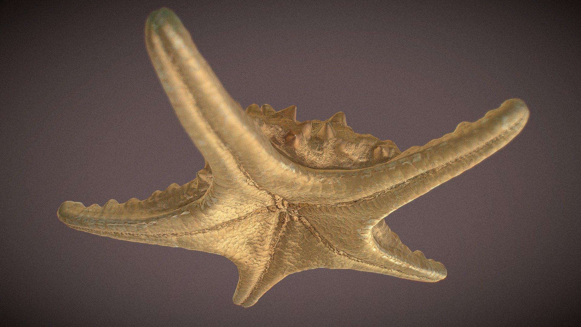 Starfish Scan — Sketchfab embed 3D viewer