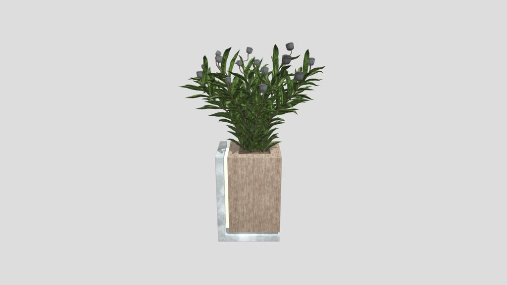 Rosemary Plant