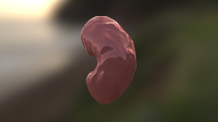 Kidney 3D Model