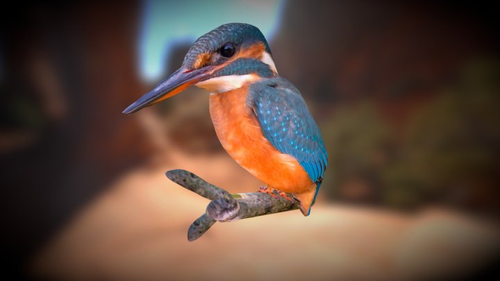 Common Kingfisher 3D Model