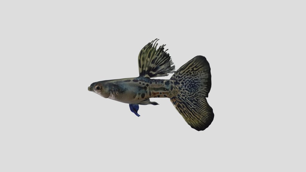 Metal Guppy Male