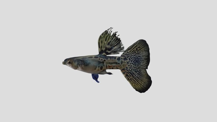 Metal Guppy Male – Modelo 3D gratuito STL