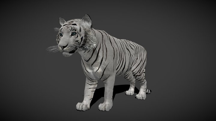 White Tiger (RIGGED ANIMATED) 3D Model