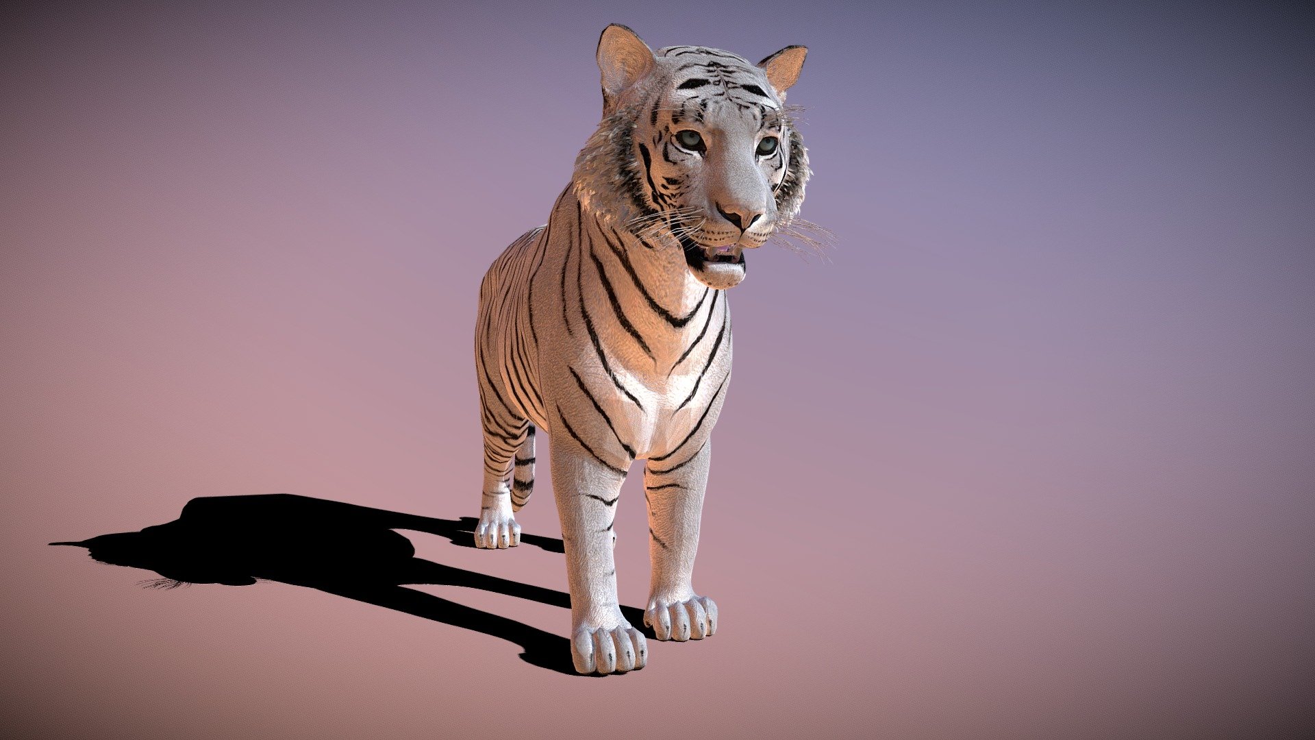 Tigre blanc couché avec fourrure Modèle 3D modèle 3D $149 - .max