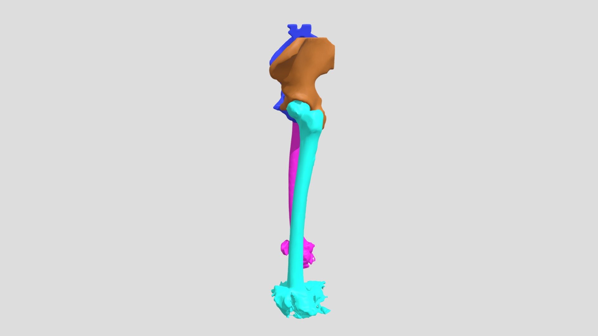 Femurs