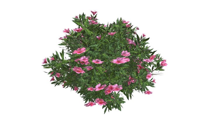 Azalea Shrub (Pink Flowers) #01 3D Model