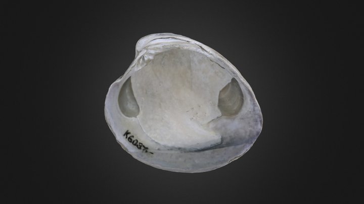 Bivalve: Mercenaria mercenaria (PRI 76728) – Modelo 3D gratuito STL