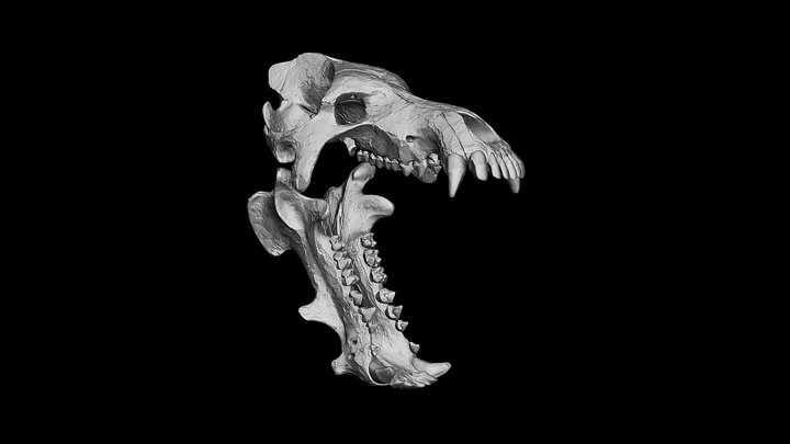 Daeodon Shoshonensis Skull 3D Model