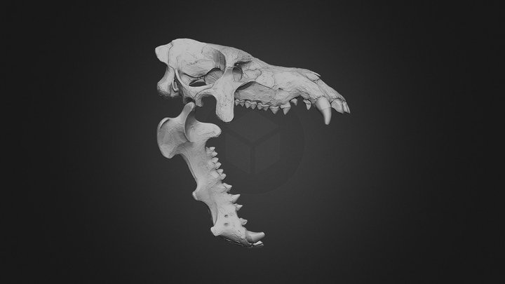 Daeodon Shoshonensis – Skeletal Studies 3D Model