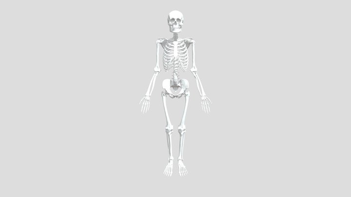 Skeleton Study 3D Model