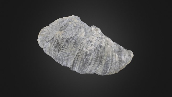 Heliophyllum halli (PRI 70755) – Modelo 3D gratuito STL
