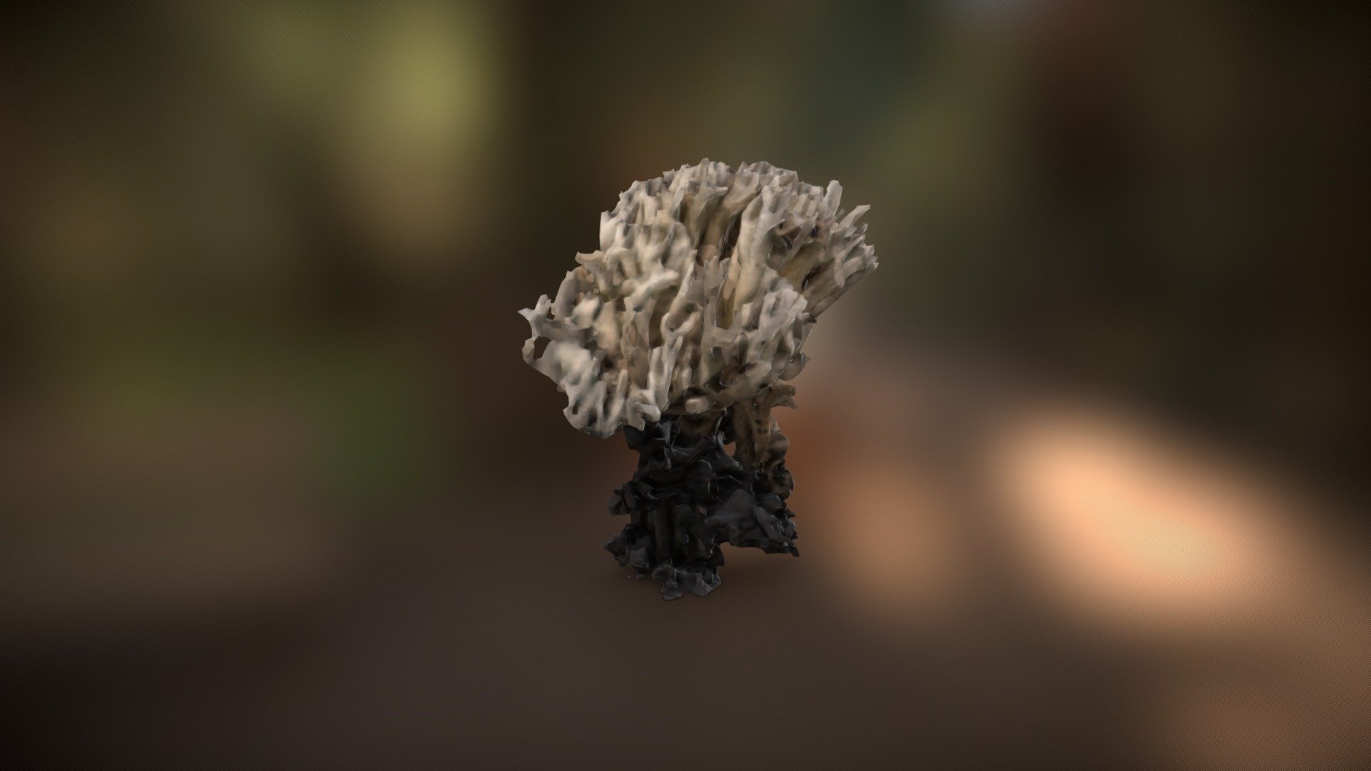 White Club Fungus
