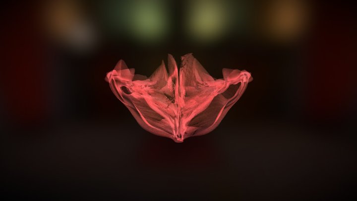 Womb 3D Model