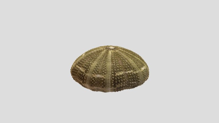 Urchin Shell 3D Model