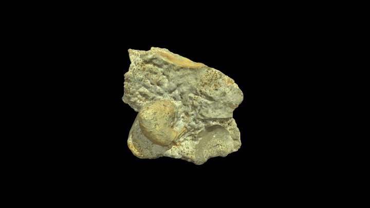 Oecoptychius refractus ammonite – Free 3D Model STL