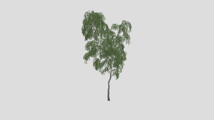 silver birch - 3D model by Jamlu69 [74450e8] - Sketchfab