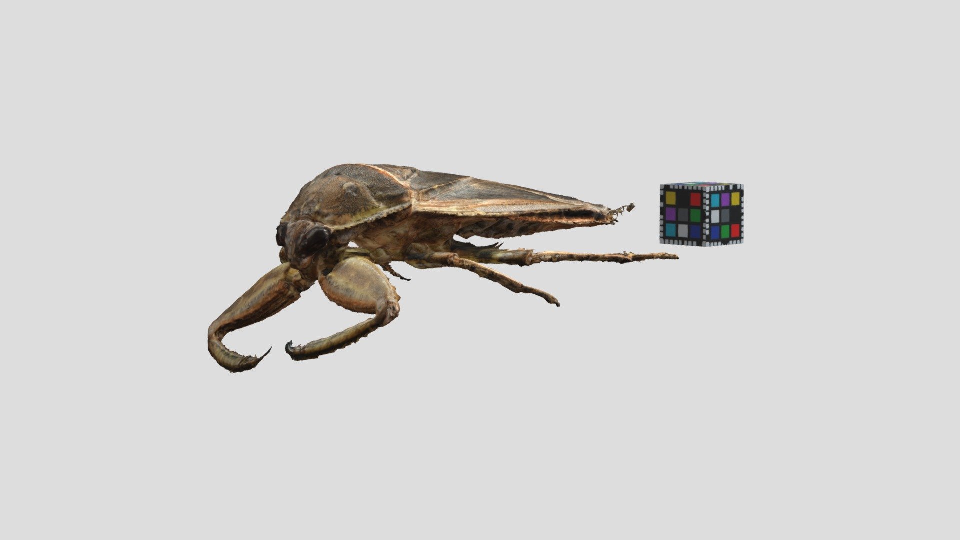 タガメ メス Kirkaldyia deyrolli